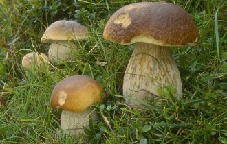  Le principali ricette con i funghi